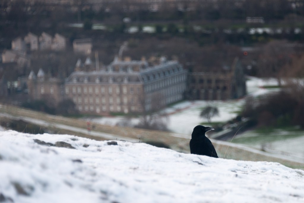 A Frozen corvid looking out over Holyrood