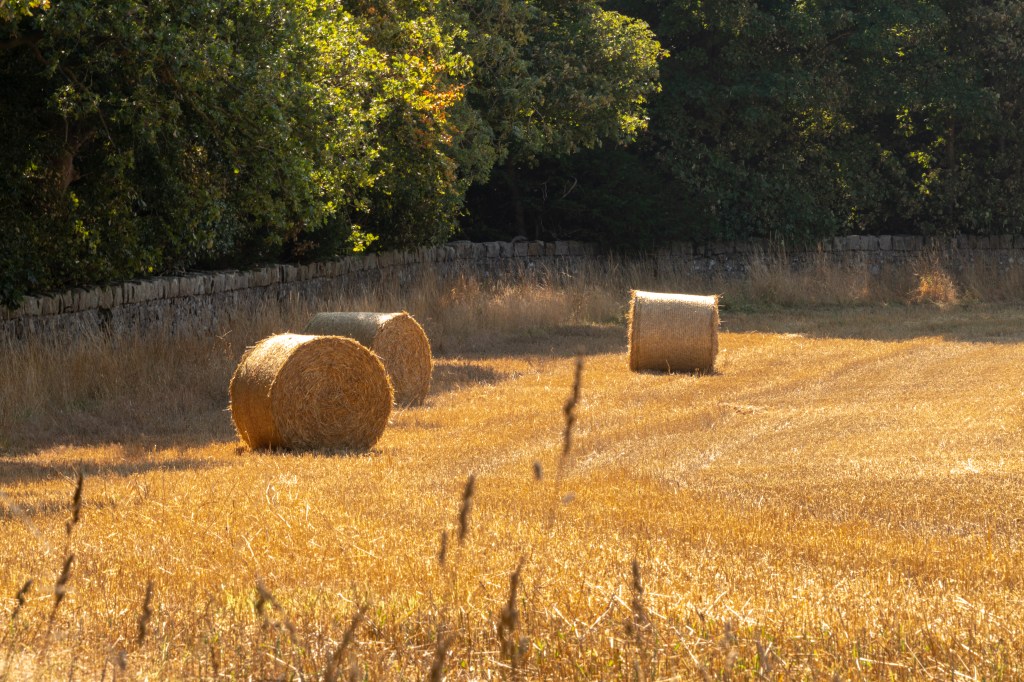 Late Summer in the fields